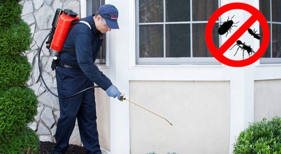 Bolu Pire İlaçlama böcek ilaçlama ve haşere kontrolü — ilaclama-tr.com